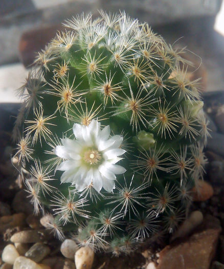 Mammillaria schiedeana v. albiflora