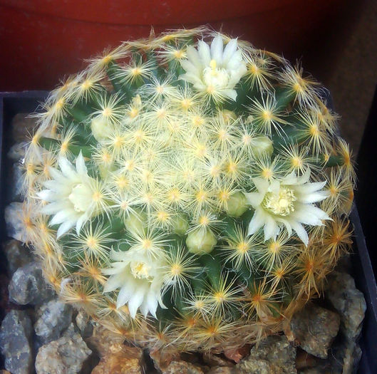 Mammillaria schiedeana