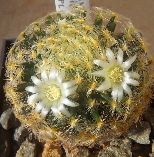 Mammillaria schiedeana-13nov2015