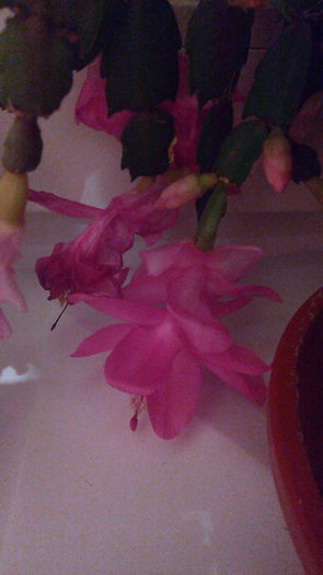 2015-12-11 18.16.15 - 05-Flori-Boboci-Fructe de cactus