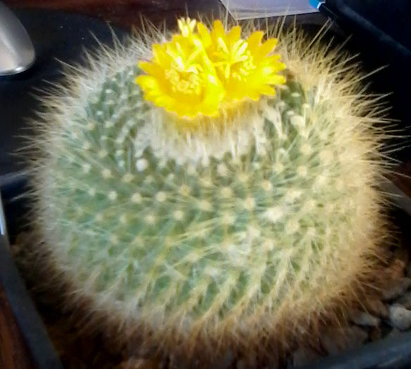 Parodia chrysacanthion