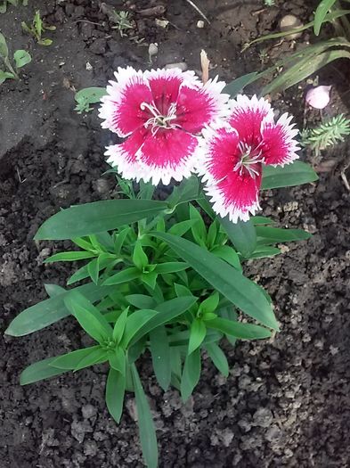 20160527_175605[1] - Primavara 2016-Vara 2016