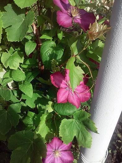 20160527_175547[1] - Primavara 2016-Vara 2016