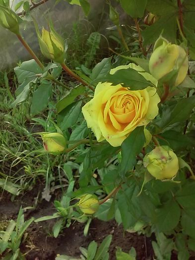 20160527_175532[1] - Primavara 2016-Vara 2016