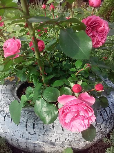 20160527_175437[1] - Primavara 2016-Vara 2016