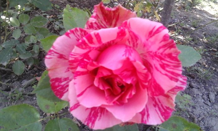 053 - z trandafiri Dimov