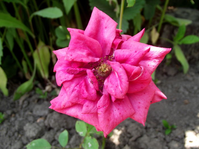 trandafir necunoscut 1