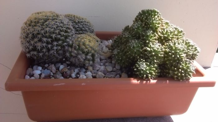 Mammillaria schiedeana & Mammillaria crinita ssp. painteri - Cactusi 2016
