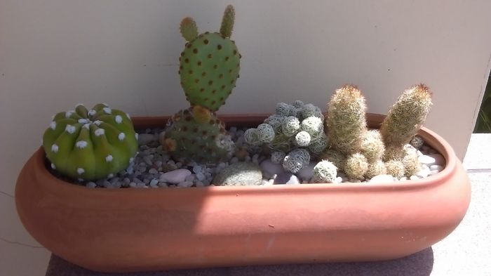 Grup de 4 cactusi - Cactusi 2016