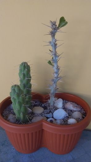 Austrocylindropuntia subulata & Pachypodium saundersii - Cactusi 2016