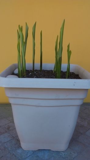 Aspidistra elatior, frunze noi - Primavara 2016