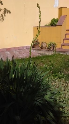 Yucca gloriosa, tija florala