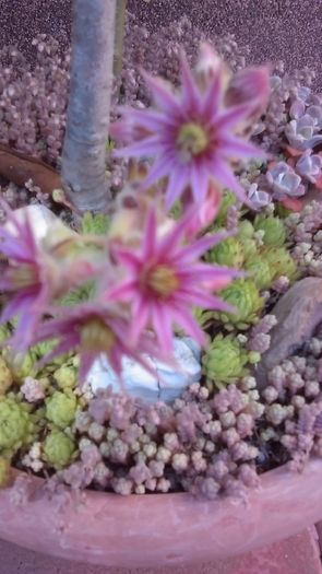 Sempervivum