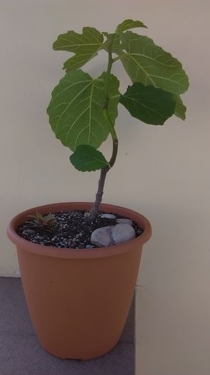Ficus carica (smochin)