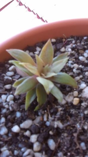 Crassula orbicularis - Suculente 2016