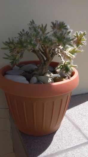 Trichodiadema densum - Caudiciforme si bulbi 2016