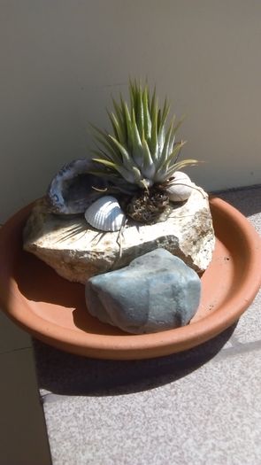 Tillandsia ionantha - Suculente 2016