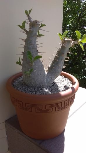 Pachypodium lealii ssp. saundersii