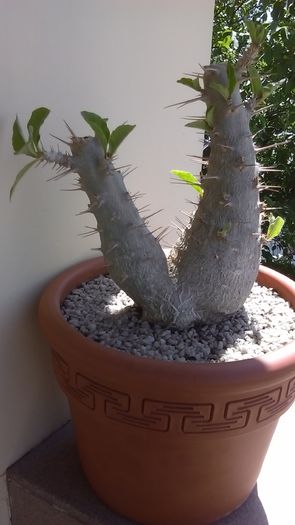 Pachypodium lealii ssp. saundersii - Caudiciforme si bulbi 2016