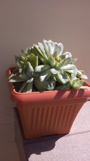 Echeveria pulidonis, colonie