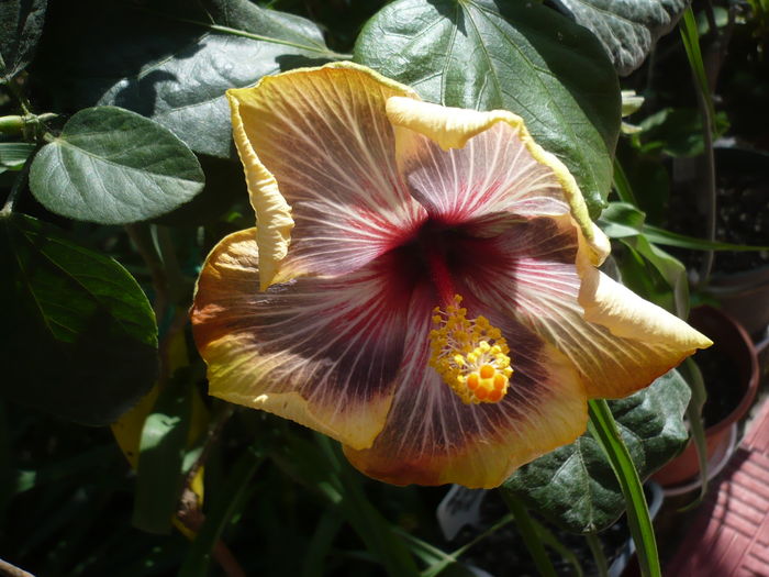 P1260991