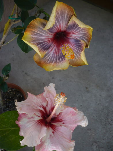 P1260995
