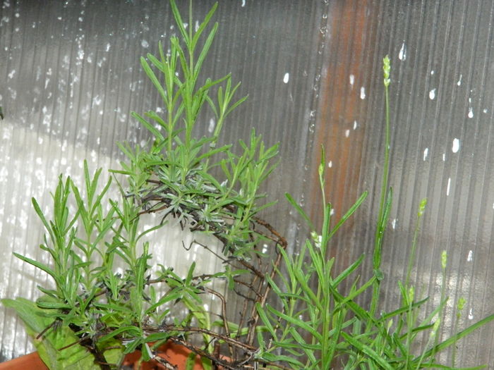 DSCN9960 - 2016 IUNIE