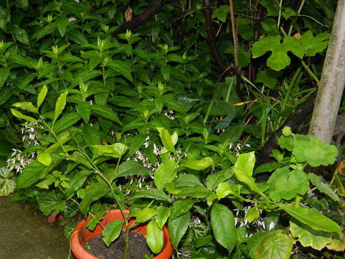 DSCN9962 - 2016 IUNIE