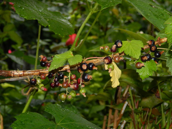 DSCN9964 - 2016 IUNIE