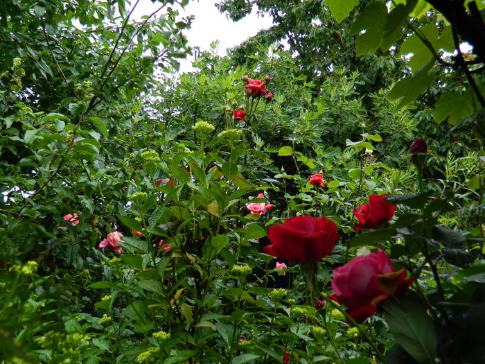 DSCN9969 - 2016 IUNIE