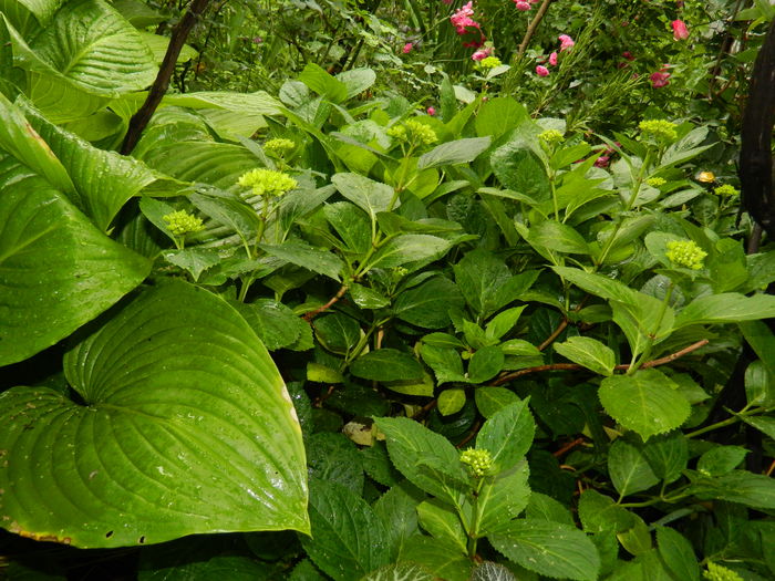 DSCN9975 - 2016 IUNIE
