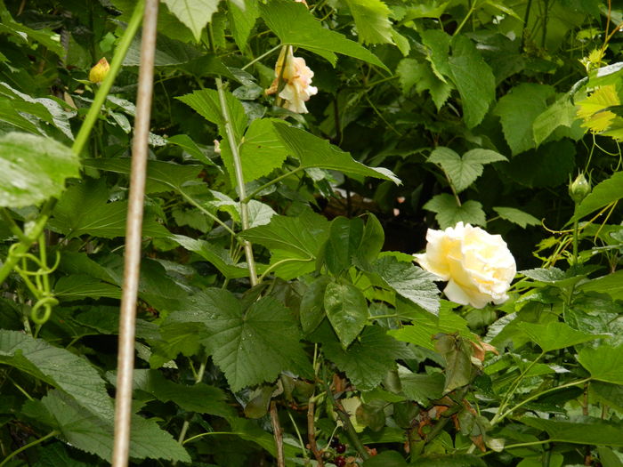 DSCN9977 - 2016 IUNIE