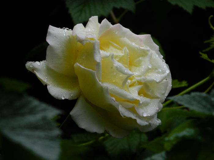 DSCN9978 - 2016 IUNIE