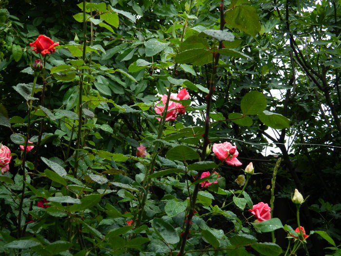DSCN9981 - 2016 IUNIE