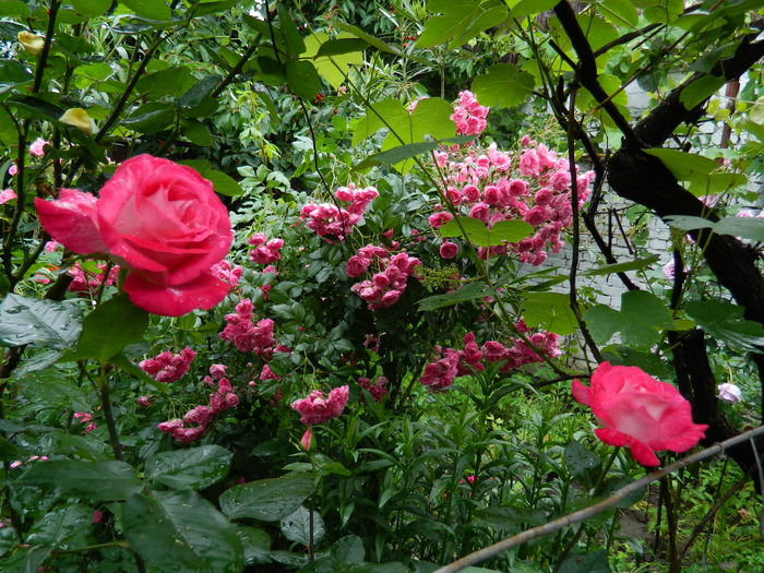 DSCN9985 - 2016 IUNIE
