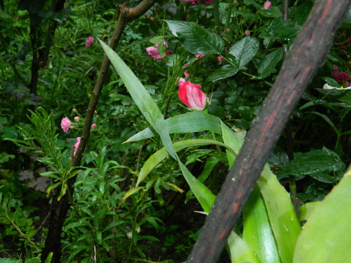 DSCN9988 - 2016 IUNIE