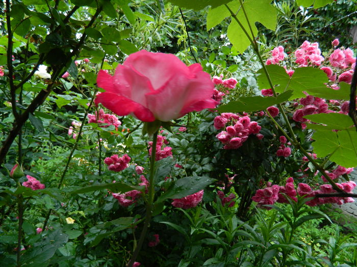 DSCN9991 - 2016 IUNIE