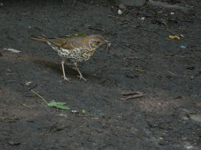 DSCN0582 - 2016 MA ASTEAPTA NATURA