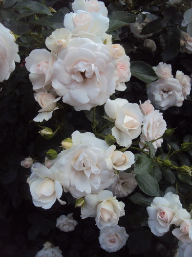 DSC02569 - Aspirin Rose
