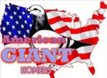 American giant homer