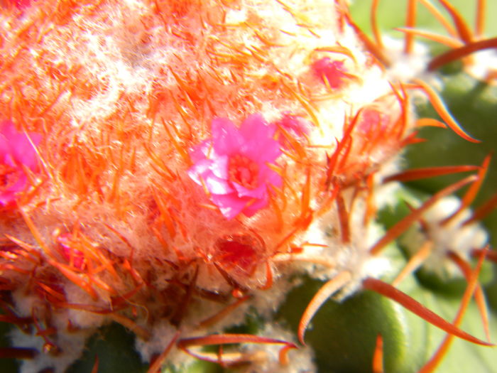 DSCN7026 - 05-Flori-Boboci-Fructe de cactus