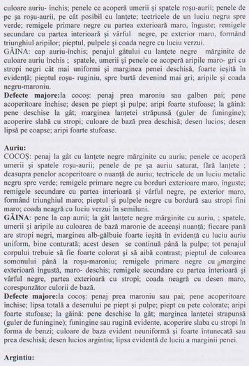 ITALIANA 002