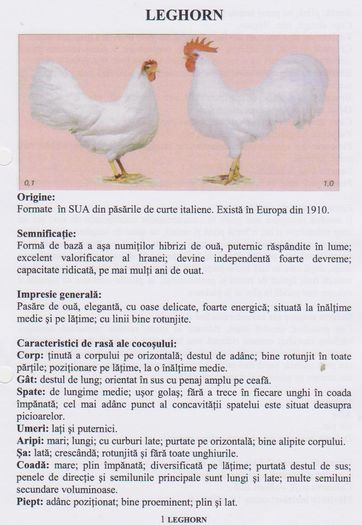 LEGHORN