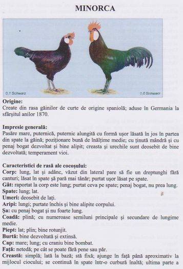 MINORCA - standard european