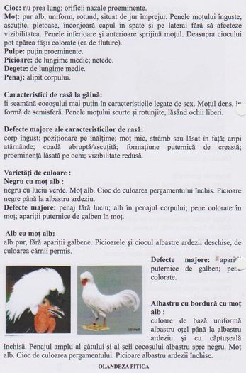 MOTATA OLANDEZA PITICA 001 - standard european