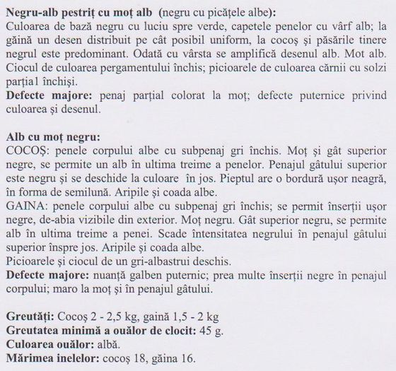 MOTATA OLANDEZA PITICA 002