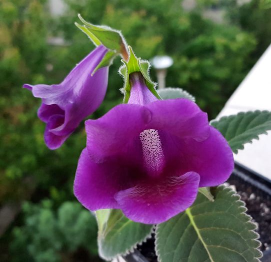  - Gloxinia