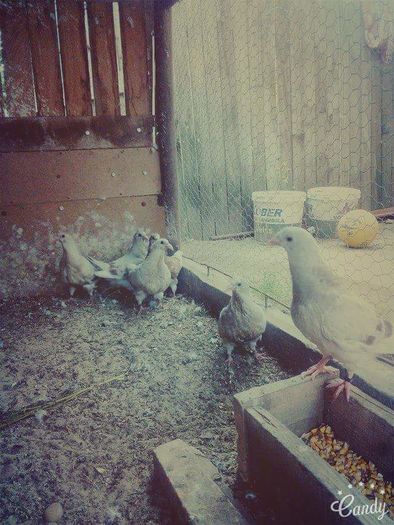 received_1607341096243825