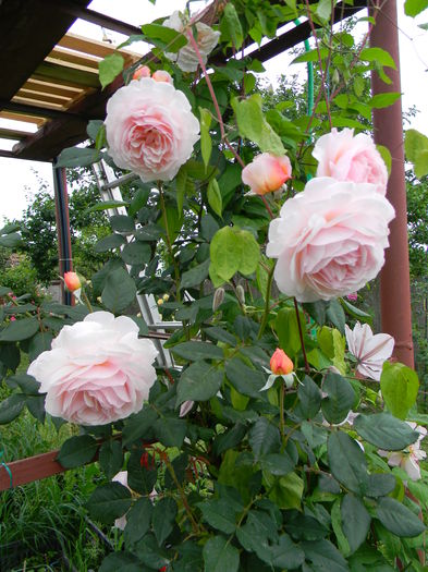 A shropshire lad