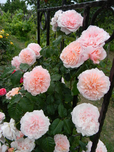 Rose de Tolbiac